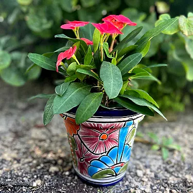 Petit pot céramique pour plante extérieure - Non gélif