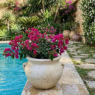 Pot terre cuite pour planter - Décoration jardin
