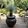 Gros pot terre cuite non gélif - Déco jardin